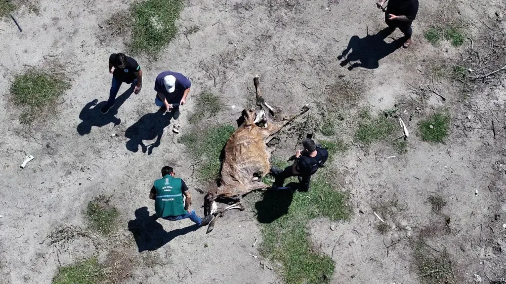 Operação Conjunta Flagra Abatedouro Clandestino com Indícios de Maus-Tratos e Crime Ambiental em Vila Velha
