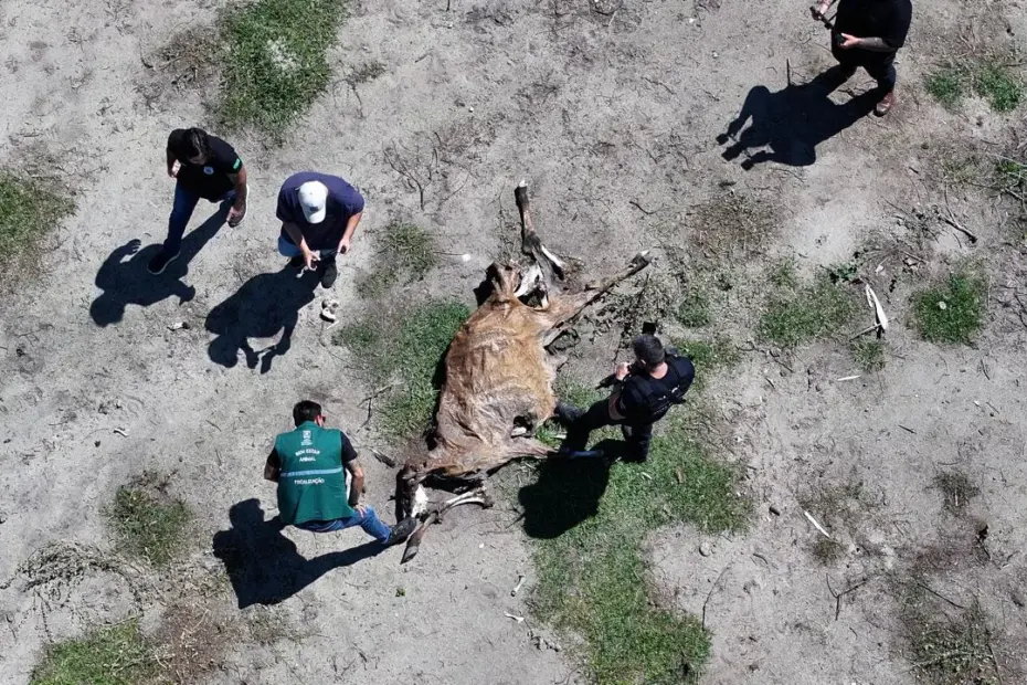 Operação Conjunta Flagra Abatedouro Clandestino com Indícios de Maus-Tratos e Crime Ambiental em Vila Velha