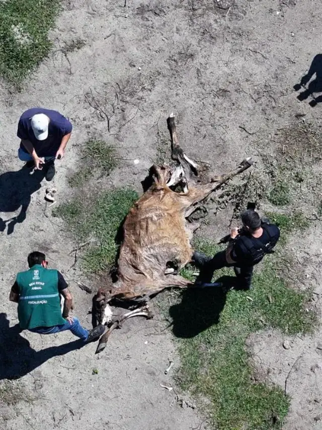 Operação conjunta flagra abatedouro clandestino