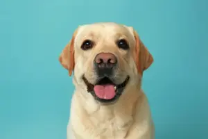 Leia mais sobre o artigo 5 curiosidades incríveis sobre cachorros que você não sabia