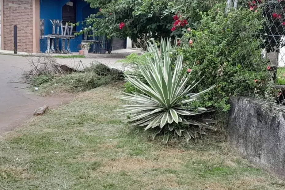 Calçada de Guarapari com grama cortada e entulho amontoado após a CODEG intensificar limpeza.