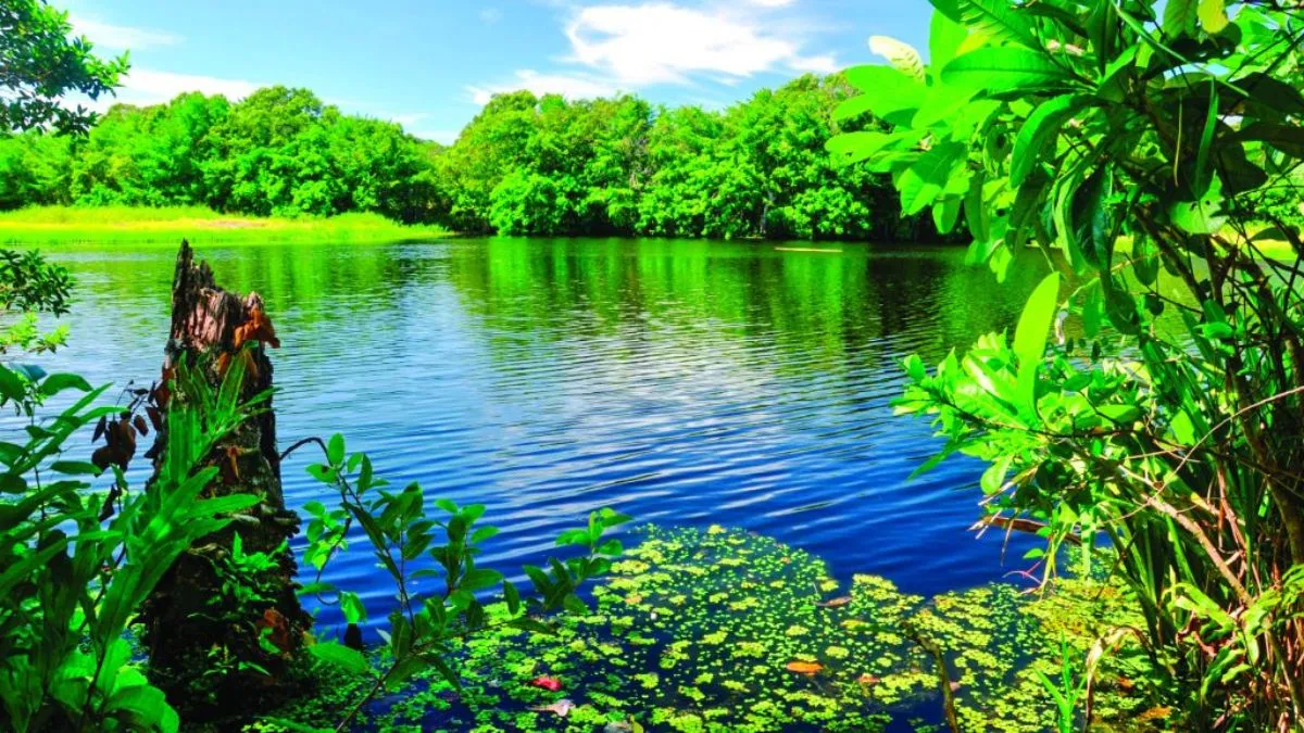 Leia mais sobre o artigo Parque Paulo César Vinha em Guarapari (abril/2026): guia completo de trilhas, lagoa e o que levar