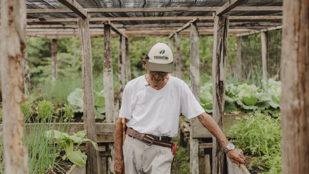 Preço ao produtor agropecuário,Cepea,preços agropecuários,produtores rurais,economia agrícola ilustração