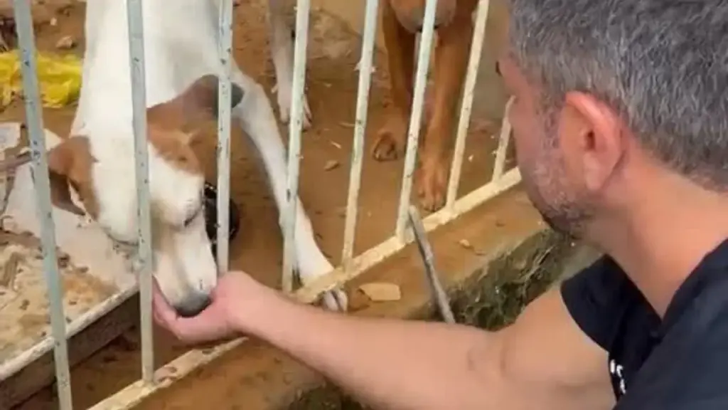 Agentes da Polícia Civil e Guarda Municipal em operação de resgate de cães no bairro Planeta, ilustrando as notícias de Cariacica sobre proteção animal.