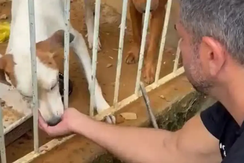 Agentes da Polícia Civil e Guarda Municipal em operação de resgate de cães no bairro Planeta, ilustrando as notícias de Cariacica sobre proteção animal.