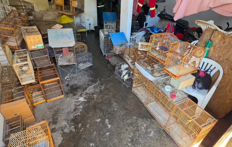 Vista superior de um ambiente fechado e insalubre, repleto de dezenas de gaiolas de madeira e metal empilhadas, contendo aves em situação de maus-tratos em Vila Velha. No chão de concreto, há sujeira e resíduos. Algumas aves, como calopsitas, podem ser identificadas. Esta imagem documenta o resgate de aves exóticas maus-tratos Vila Velha.