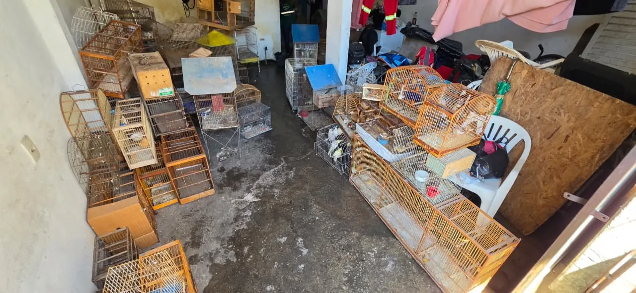 Leia mais sobre o artigo O Horror no Jardim Guaranhus: Operação Resgata 91 Aves em Cenário de Decomposição e Crime Ambiental