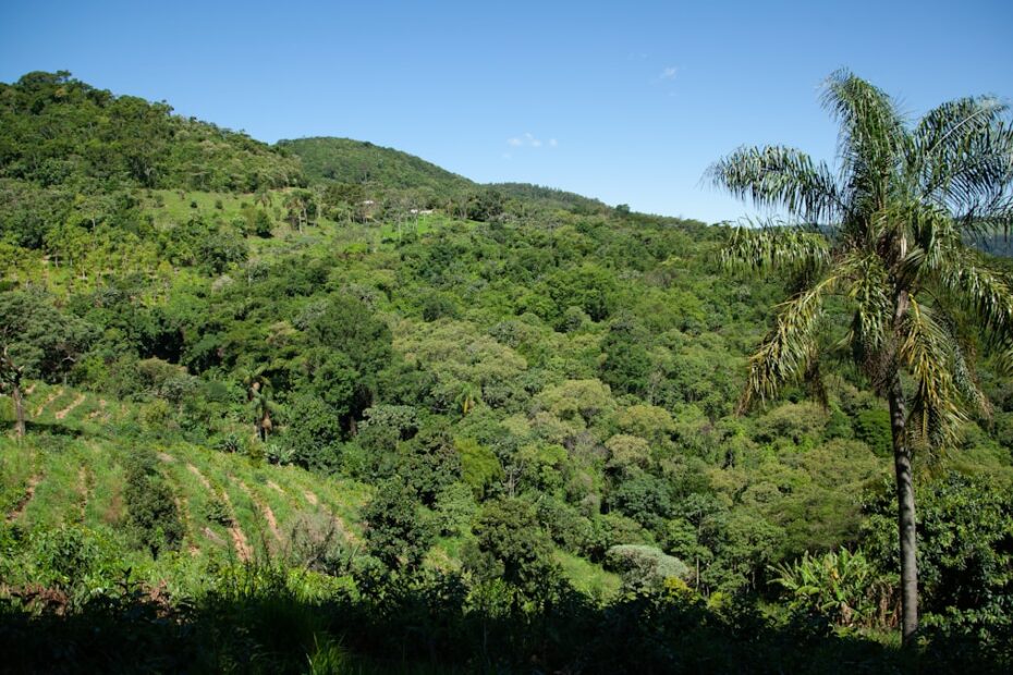 Conflitos no campo — trabalhadores rurais em protesto por disputa de terra no Brasil