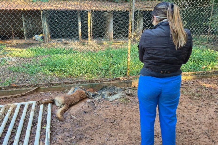 A Prefeitura de Ibaté resgatou 140 animais em operação contra maus-tratos, revelando também 136 animais mortos.