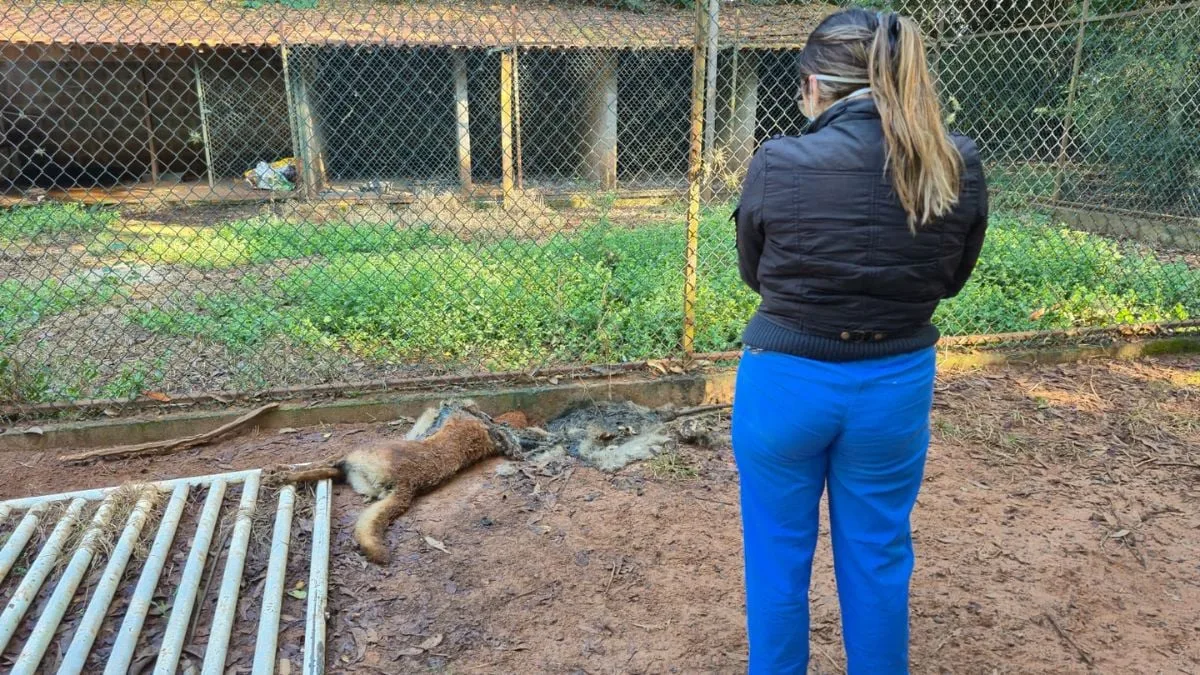 A Prefeitura de Ibaté resgatou 140 animais em operação contra maus-tratos, revelando também 136 animais mortos.