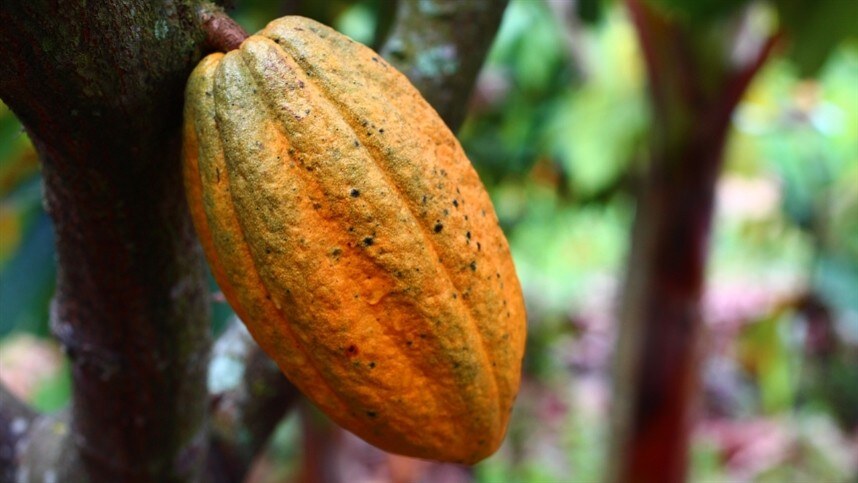 Imagem de cacau em plantações, representando o Plano Inova Cacau 2030 para fortalecer a produção cacaueira no Brasil.