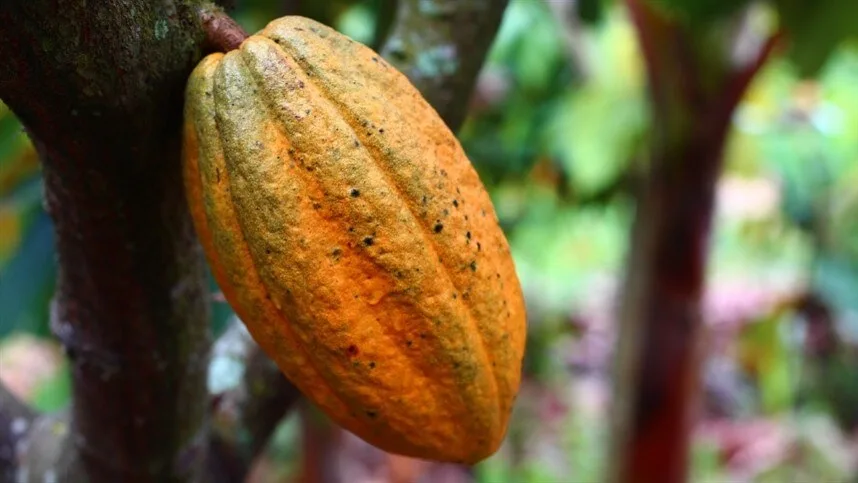 Imagem de cacau em plantações, representando o Plano Inova Cacau 2030 para fortalecer a produção cacaueira no Brasil.
