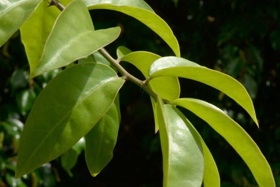 Imagem de folhas verdes saudáveis em vaso, destacando cultivo fácil e rico em cálcio e ferro para uma alimentação saudável.