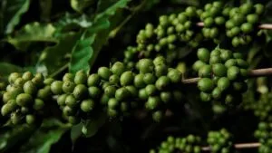 Leia mais sobre o artigo Vila Velha anuncia café conilon 100% canela-verde e amplia economia
