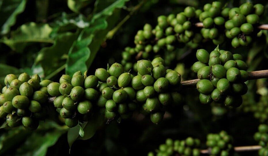 Imagem de grãos de café conilon 100% canela-verde, destacando a tradição cafeeira de Vila Velha, Espírito Santo.
