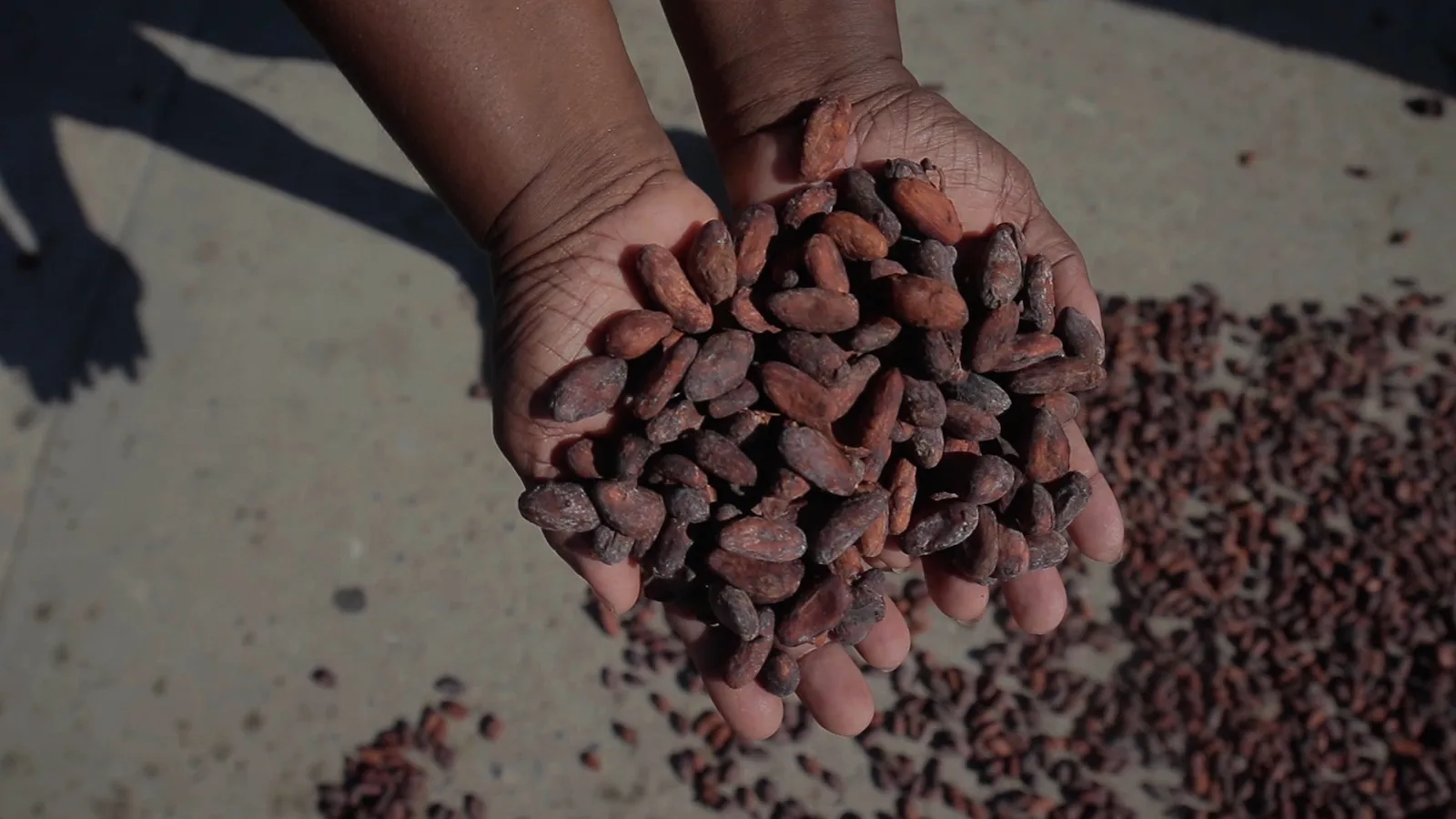 "Imagem de plantações de cacau no Pará, simbolizando o crescimento na produção de chocolates finos e sustentáveis."