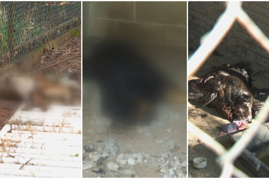 Mais de 130 animais encontrados mortos em chácara em Ibaté resultam na prisão de homem por maus-tratos.