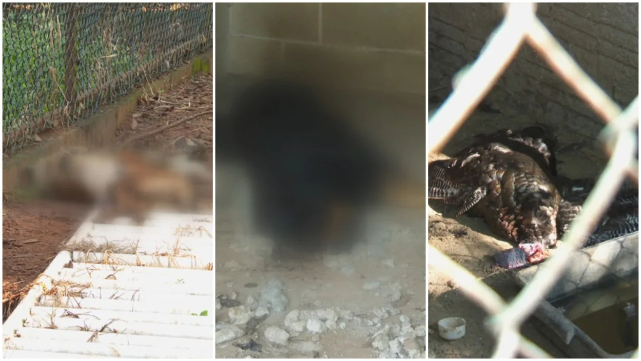 Mais de 130 animais encontrados mortos em chácara em Ibaté resultam na prisão de homem por maus-tratos.