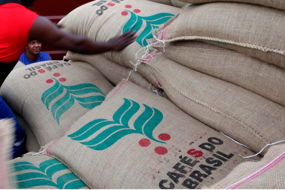 Café arábica sendo colhido no Brasil, com grãos maduros prontos para a colheita em plantação.