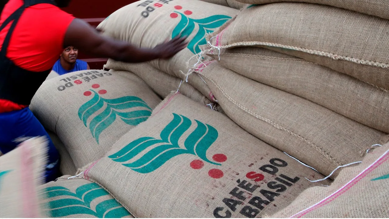 Café arábica sendo colhido no Brasil, com grãos maduros prontos para a colheita em plantação.