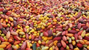 Leia mais sobre o artigo Congresso aprova lei sobre percentual mínimo de cacau em chocolates e gera debate
