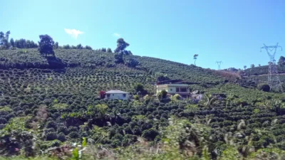 Cultivo de café às margens da BR-262, em Iúna